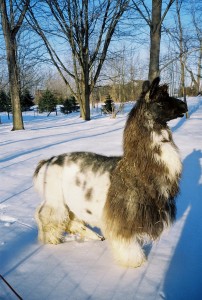 llama from Y-Not Llamas, owners Toni & Jerry Longville of Norton