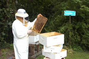 bee keeper summit county ohio