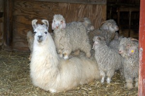 Llama and Goats owned by Mark and Nancy Roesner of Copley Ohio