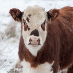 South Dakota Ranchers Lost thousands of cattle in October 2013 blizzard. Donate now.