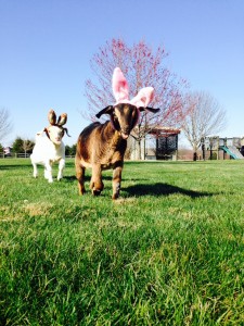 Laughing Easter Goats