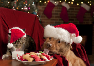 SCFB Pet Holiday Dangers to Avoide