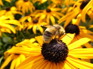 Honey Bee SCFB May Garden List