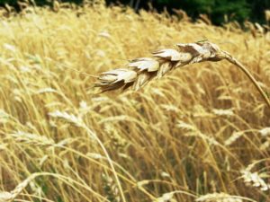 wheat-grain-field