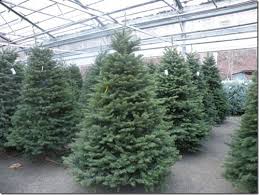 christmas-trees