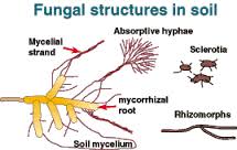 fungal-structures-in-soil-11-1