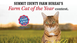 Farm Cat of the Year Contest open for submissions