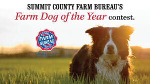 Farm Dog of the Year contest is open for submissions