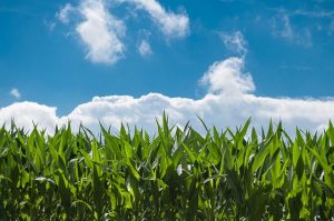 sustainable farming facts and trends 