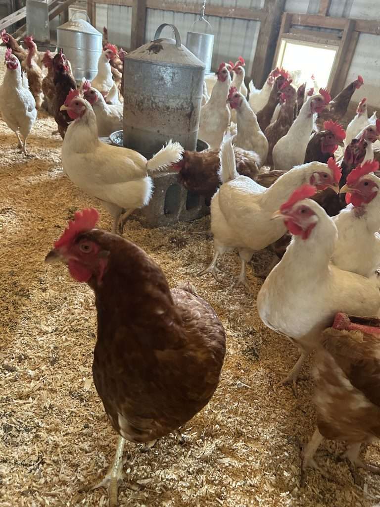 A crowded chicken coop with white and brown hens gathered around a tall metal feeder on a wood-shavings floor.